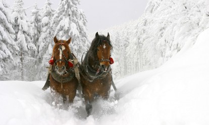 Pferdeschlittenfahrten in Wagrain