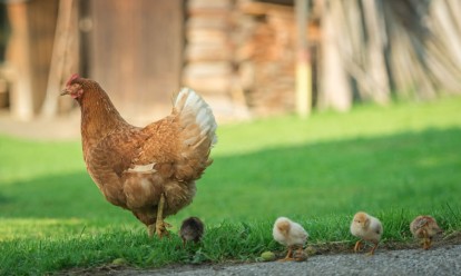 Tiere am Bauernhof Auhof in Wagrain